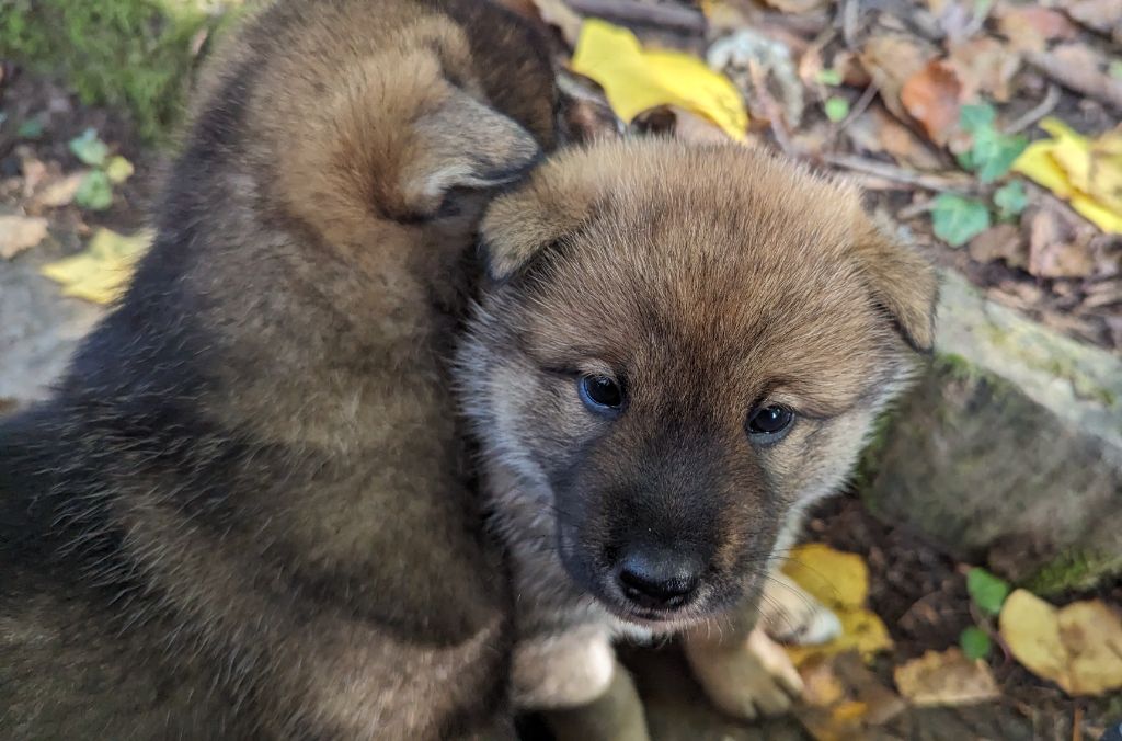 chiot Shikoku Du Murmure Des Ginkgos