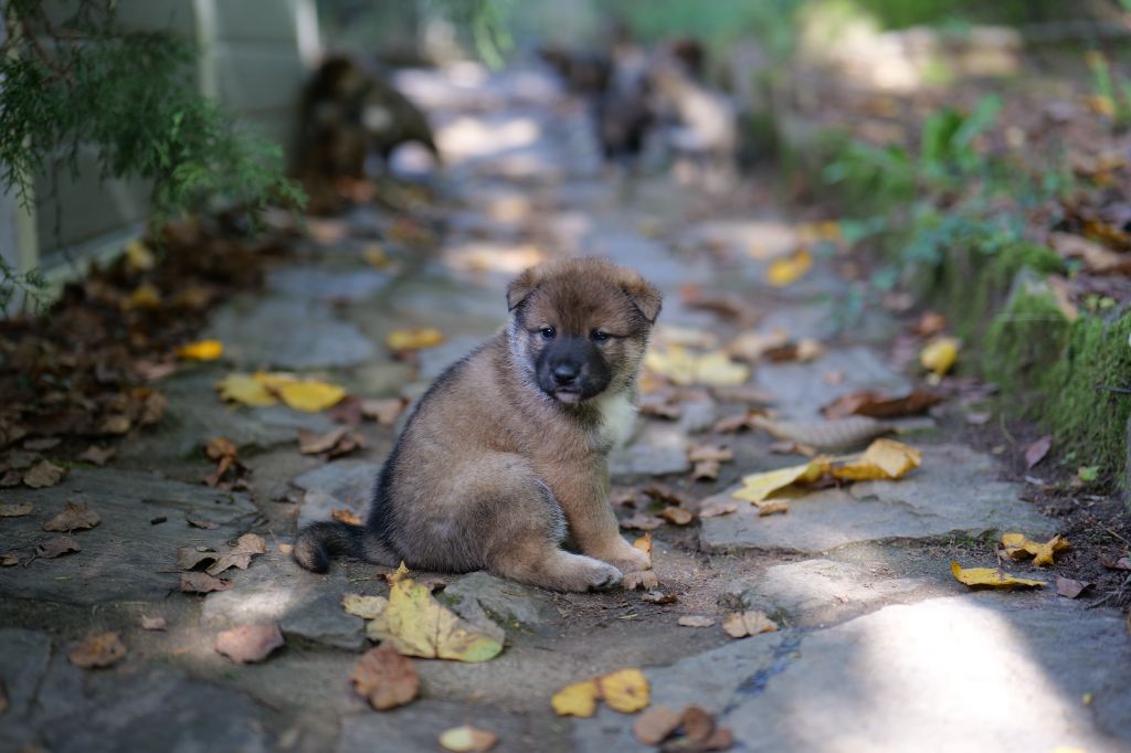 Du Murmure Des Ginkgos - Chiot disponible  - Shikoku