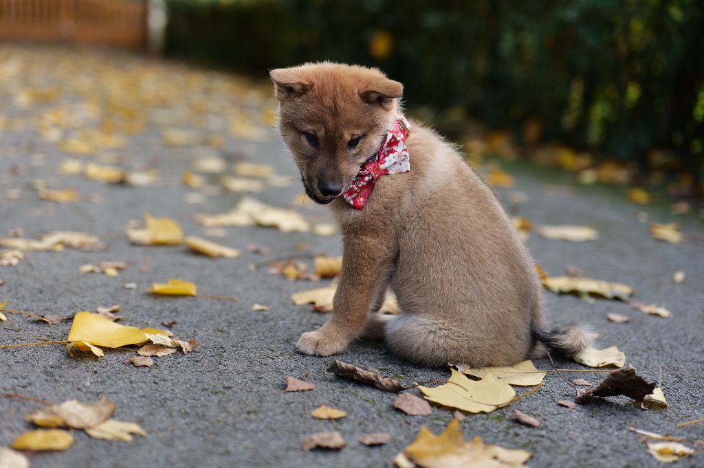 Du Murmure Des Ginkgos - Chiots disponibles - Shikoku