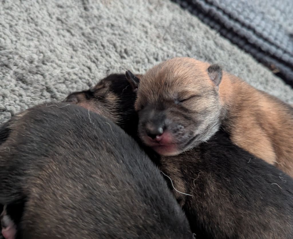 Du Murmure Des Ginkgos - Chiots disponibles - Shikoku