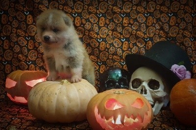 CHIOT