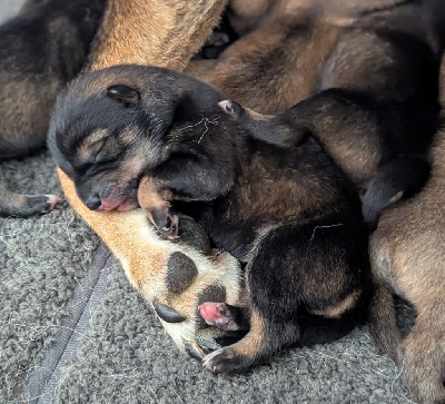 CHIOT 6
